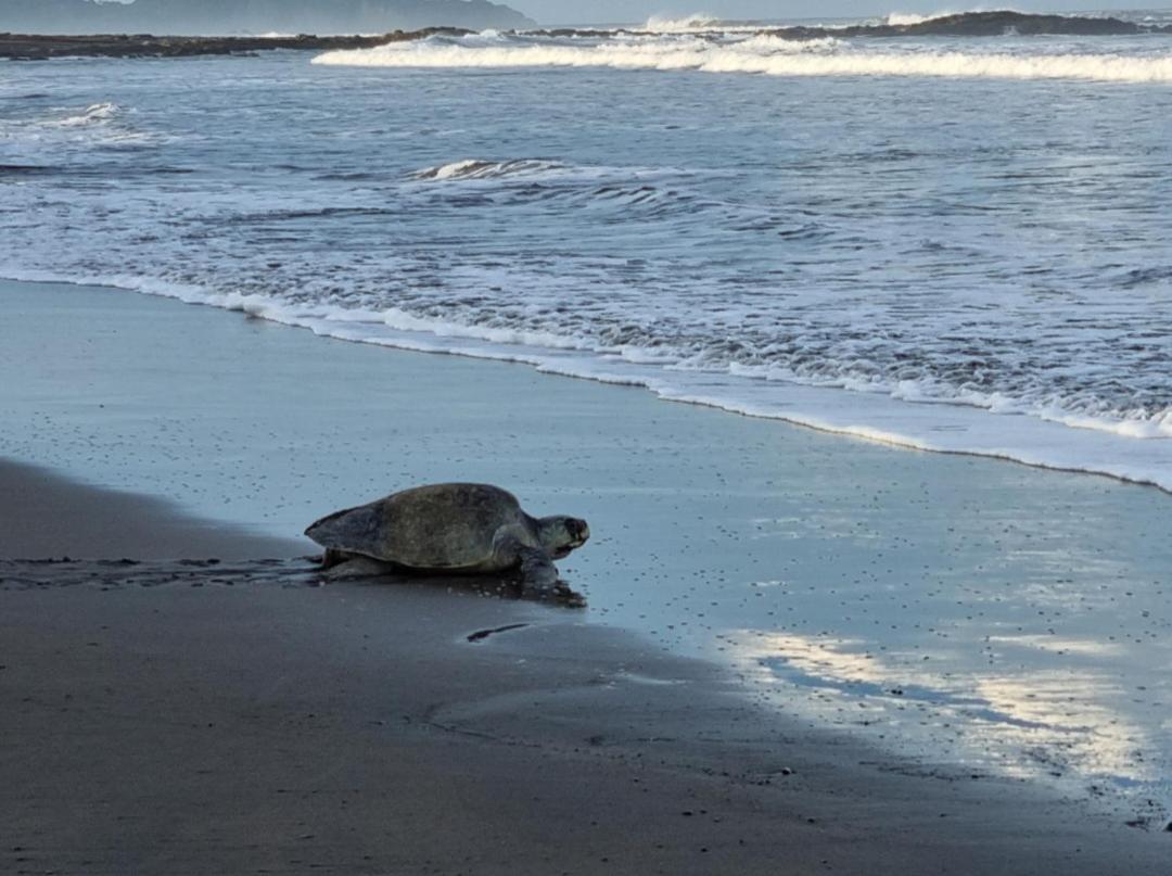 Casa De Playa Paraiso Terrenal San Juanillo Kültér fotó