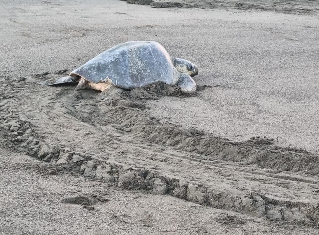 Casa De Playa Paraiso Terrenal San Juanillo Kültér fotó